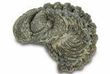 Wide Enrolled Morocops Trilobite - Morocco #323214-1